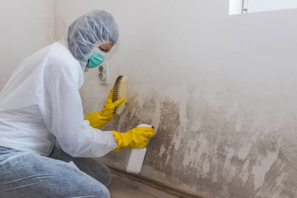 Best Crawl Space Mold Remediation  in Kalifornsky, AK